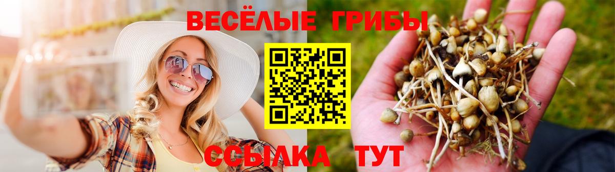 Сафоново  Галлюциногенные грибы Psilocybe  Вход с VPN 
